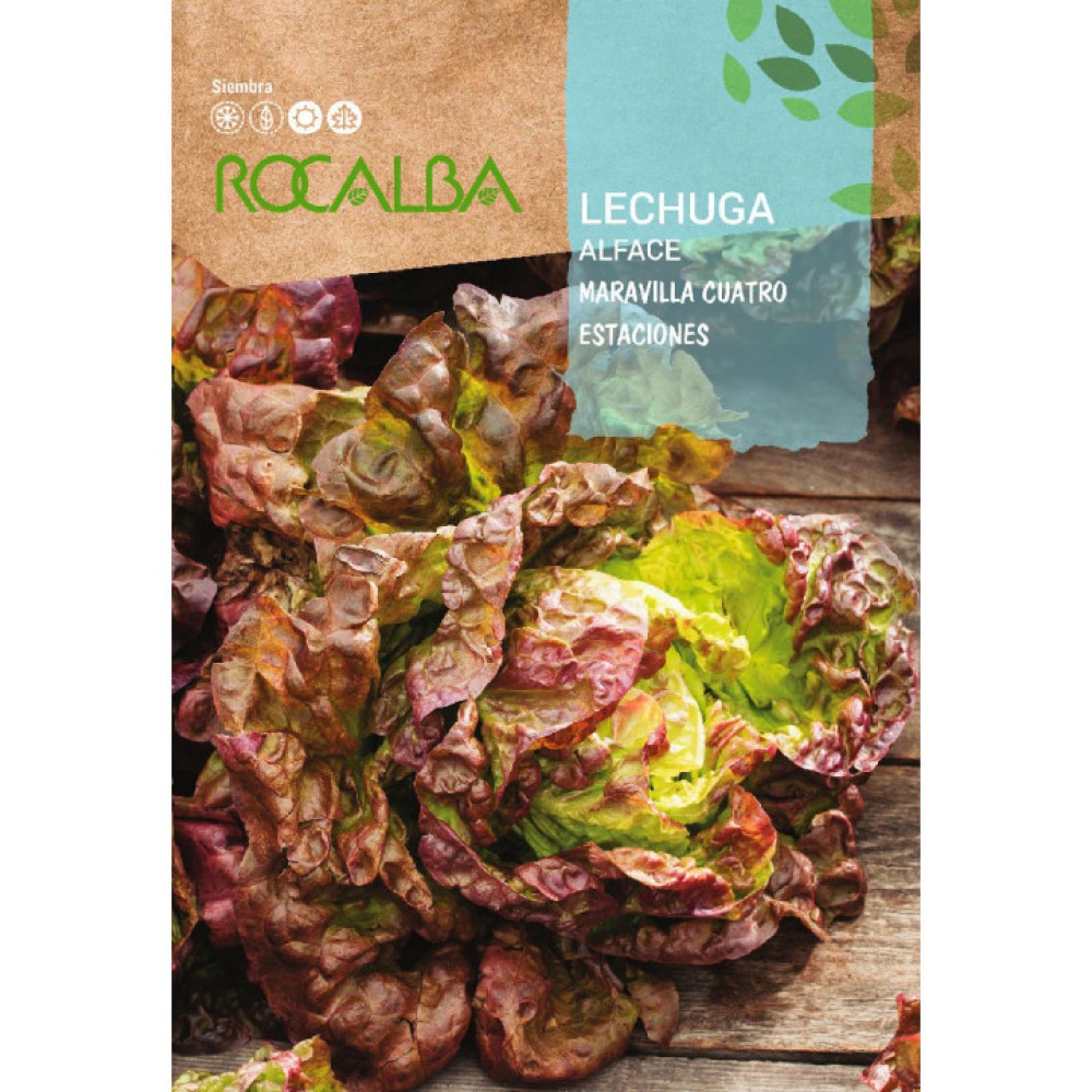 S.ALFACE ROCALBA MARAVILHA 4 ESTAÇOES- 100 GRAMAS