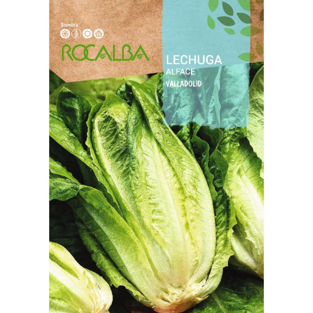 S.ALFACE ROCALBA ROMANA VALLADOLID  - CARTEIRA