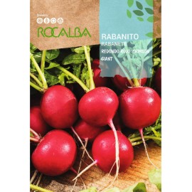 S.RABANETE ROCALBA REDONDO CRIMSON GIANT