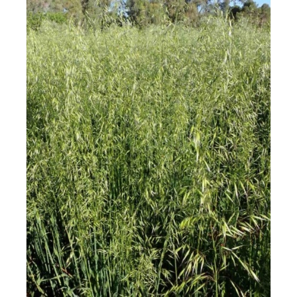 SEMENTE AVEIA STRIGOSA ESTELA R-2 - SC 20KG