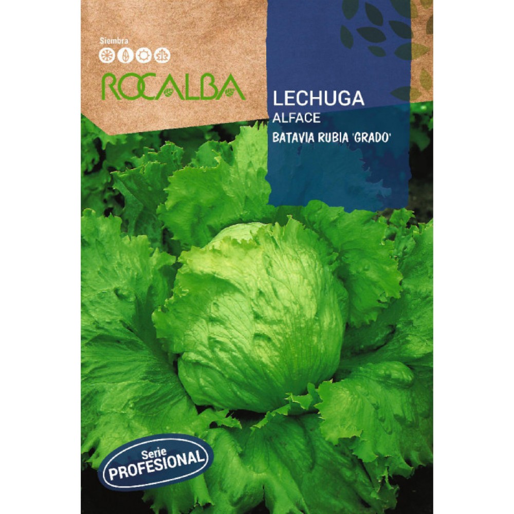S.ALFACE ROCALBA PROF.BATAVIA RUBIA