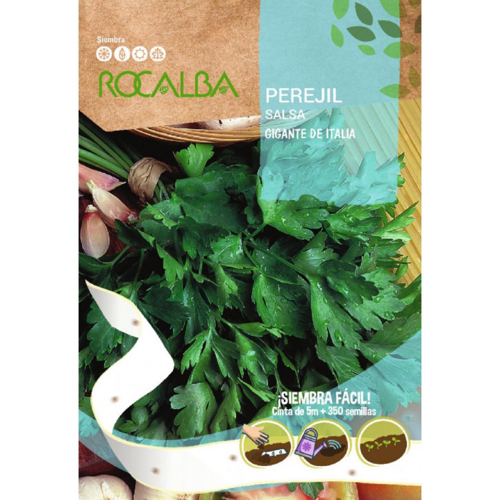 S.SALSA EM CINTA ROCALBA