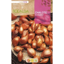 S.CEBOLINHA RO. CHALOTES ASCALONIA  - SACO 25KG - SHED0398