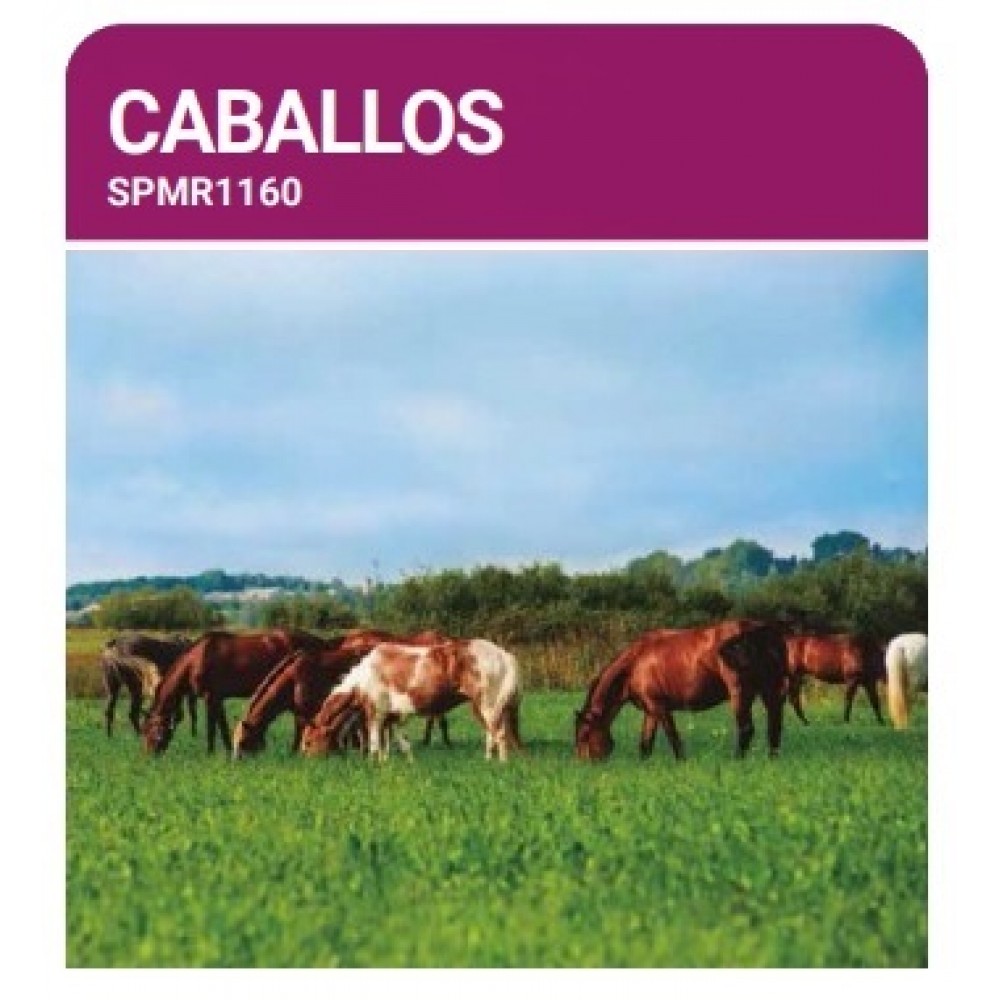 S.PRADO PERMANENTE CAVALOS  -SC 10KG