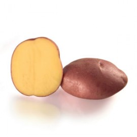 S.BATATA CP STEMSTER 35/55 - 25KG
