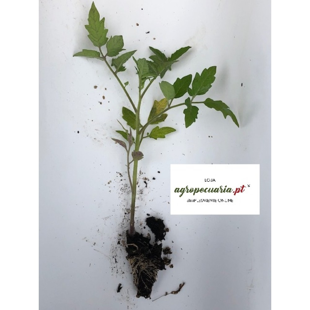 S.PLANTA TOMATE CACHO  - UNIDADE