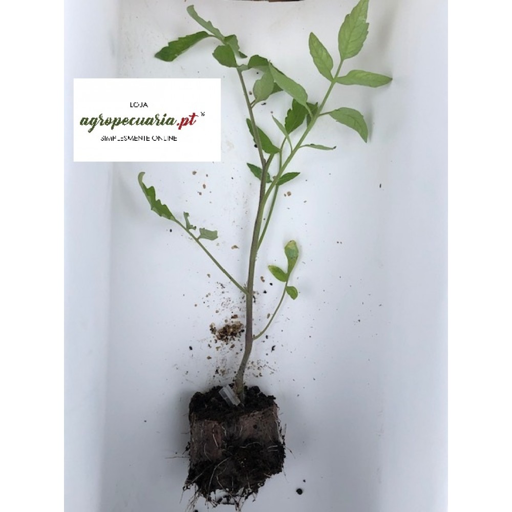 S.PLANTA TOMATE ENXERTADO REDONDO  - UNIDADE