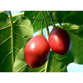 S.ARVORE FRUTO -TOMATE BRASILEIRO