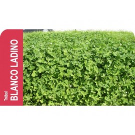 SEMENTE TREVO BRANCO LADINO     -100GR