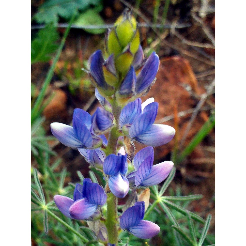 SEMENTE TREMOÇO DOCE (SWEET BLUE LUPIN) SONET- SACO 25KG