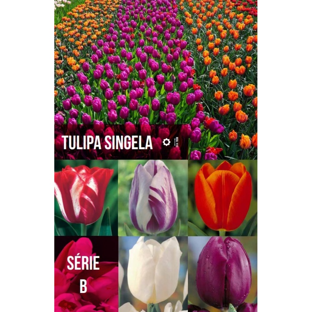 S.BOLBO GR TULIPA SINGELA TIPO B  - CAIXA 200 UNIDADES
