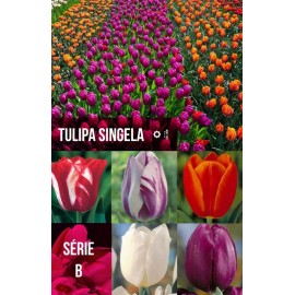 S.BOLBO GR TULIPA SINGELA TIPO B  - CAIXA 200 UNIDADES