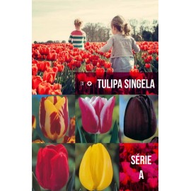S.BOLBO GR TULIPA SINGELA TIPO A  - CAIXA 350 UNIDADES
