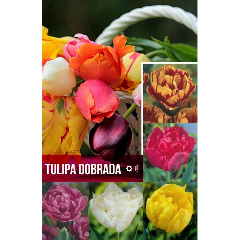 S.BOLBO GR TULIPA DOBRADA    - CAIXA 350 UNIDADES