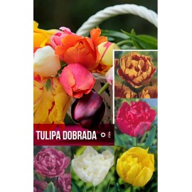 S.BOLBO GR TULIPA DOBRADA    - CAIXA 350 UNIDADES