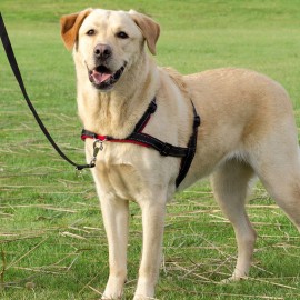 TRIXIE PEITORAL DE TREINO LEADNWALK SOFT 45-70CM/25MM