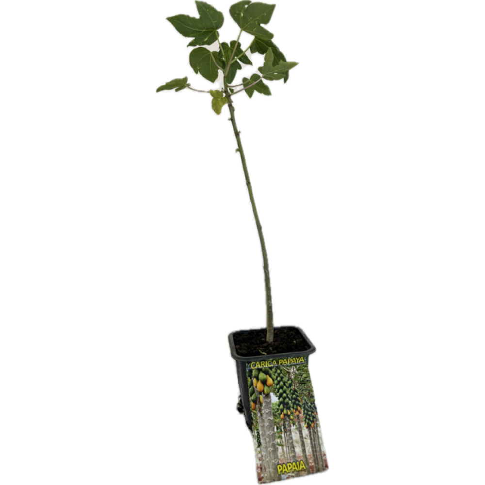 S.ARVORE FRUTO TROPICAL -VASO MINI PAPAIA