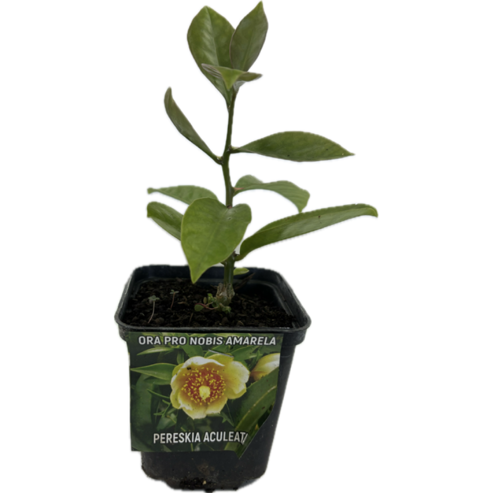 S.ARVORE FRUTO TROPICAL -VASO MINI ORA PRO NOBIS AMARELA