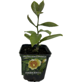 S.ARVORE FRUTO TROPICAL -VASO MINI ORA PRO NOBIS AMARELA