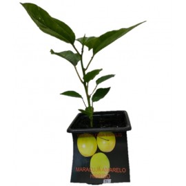 S.ARVORE FRUTO TROPICAL -VASO MINI MARACUJÁ AMARELO HIBRIDO