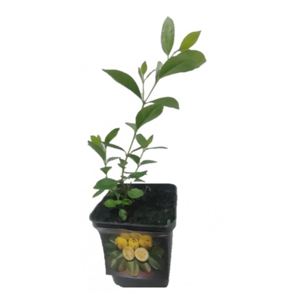 S.ARVORE FRUTO TROPICAL -VASO MINI ARAÇA AMARELO