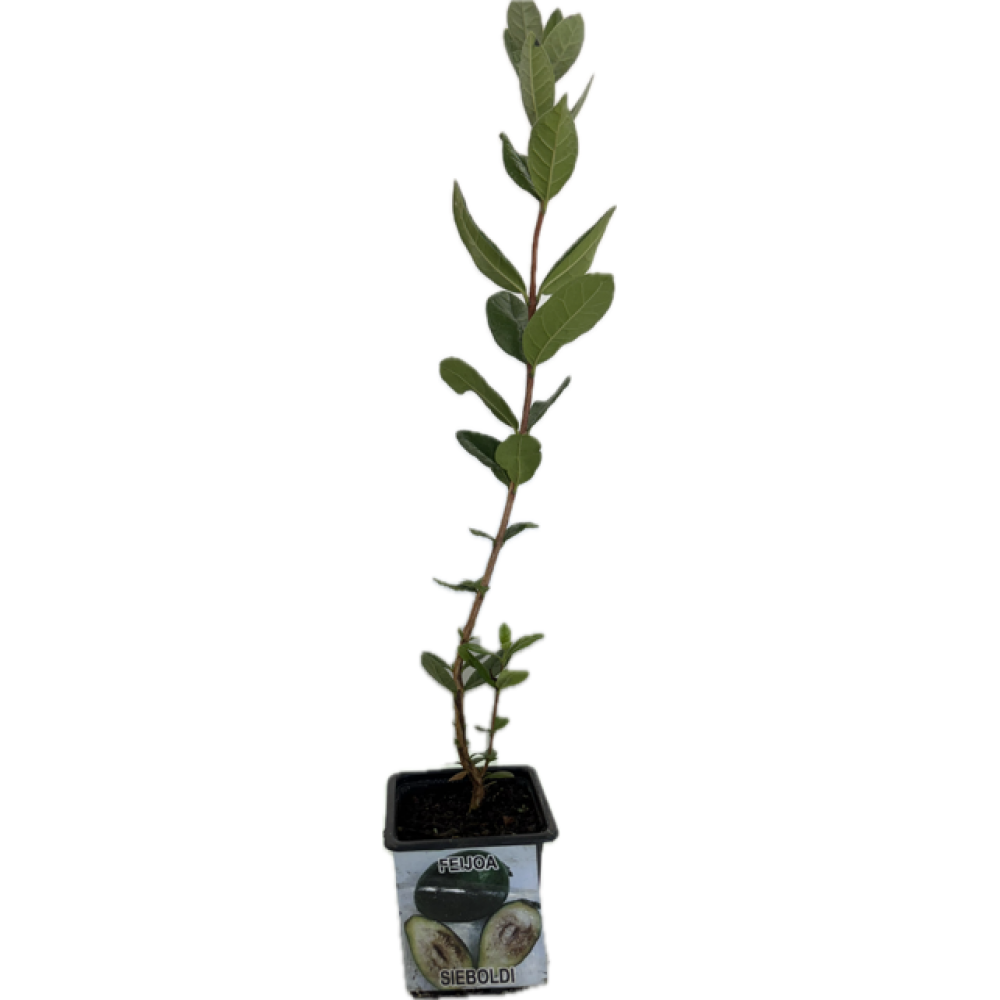 S.ARVORE FRUTO TROPICAL -VASO MINI FEIJOA