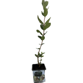S.ARVORE FRUTO TROPICAL -VASO MINI FEIJOA