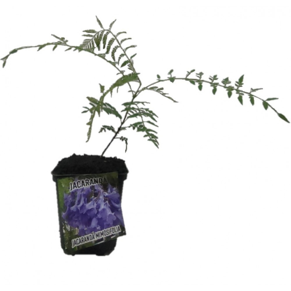 S.ARVORE ORNAMENTAL TROPICAL -VASO MINI JACARANDÁ