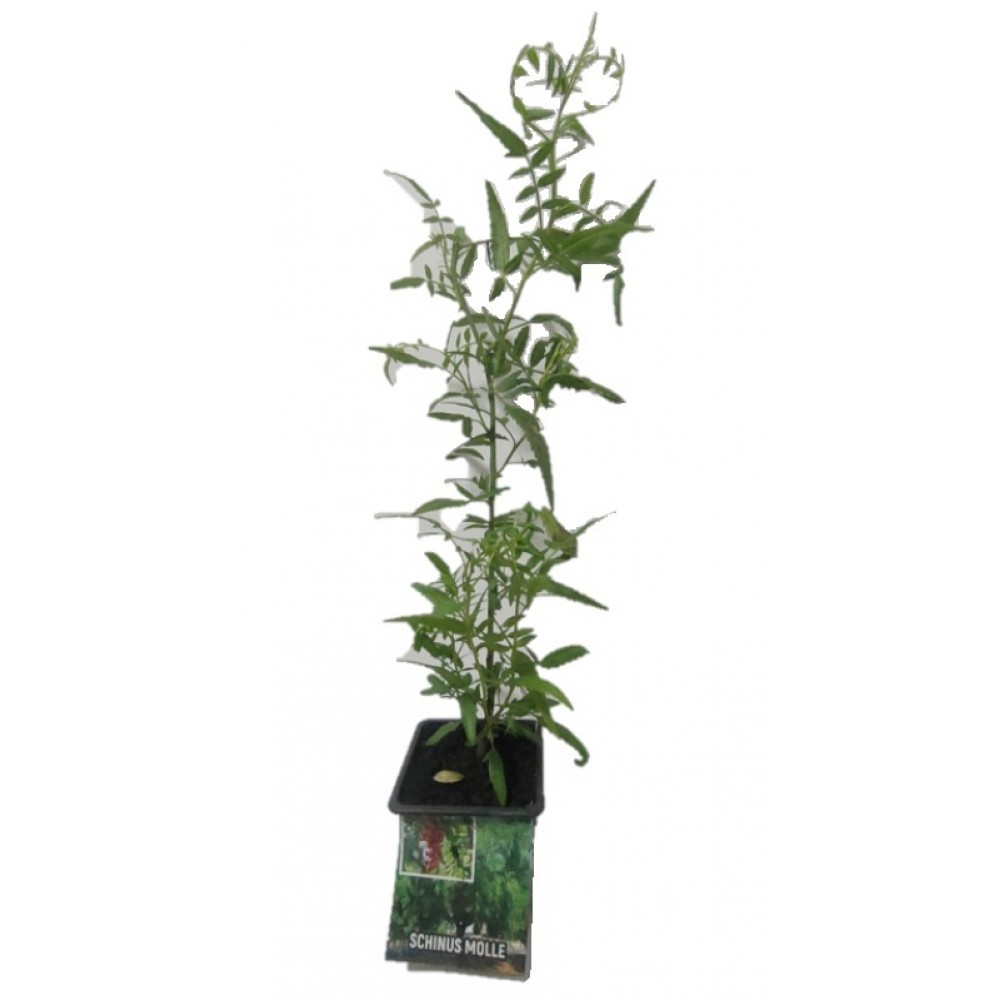 S.ARVORE FRUTO TROPICAL -VASO MINI PIMENTA VERMELHA