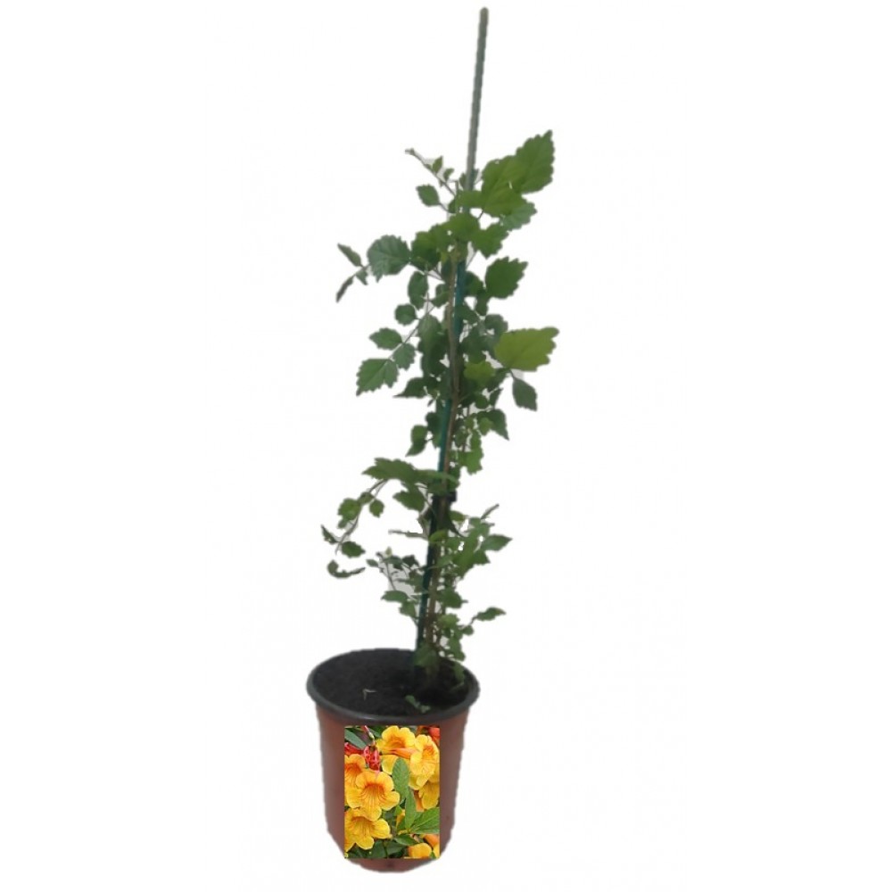 S.ARVORE ORNAMENTAL TROPICAL -VASO MÉDIO TECOMA FULVA