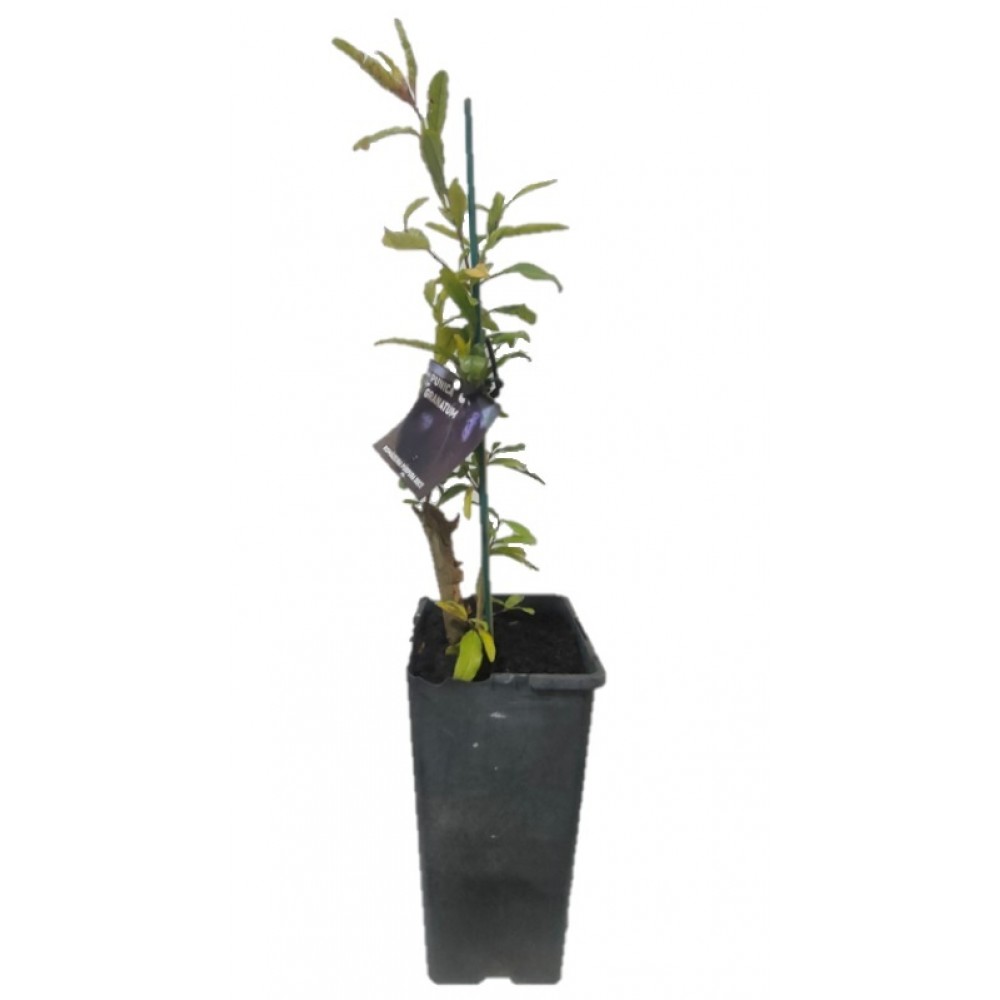 S.ARVORE FRUTO TROPICAL - VASO MÉDIO ROMANZEIRA PÚRPURA
