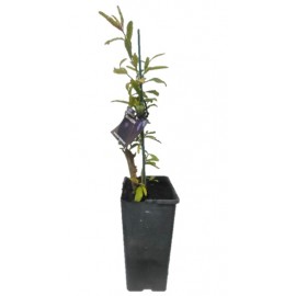 S.ARVORE FRUTO TROPICAL - VASO MÉDIO ROMANZEIRA PÚRPURA