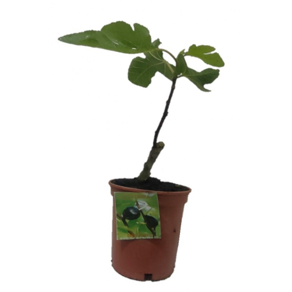 S.ARVORE FRUTO TROPICAL - VASO MÉDIO FIGUEIRA PRETA
