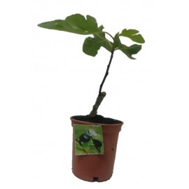 S.ARVORE FRUTO TROPICAL - VASO MÉDIO FIGUEIRA PRETA