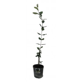 S.ARVORE FRUTO TROPICAL - VASO MÉDIO FEIJOA SIEBOLDI