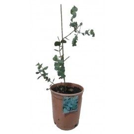 S.ARVORE ORNAMENTAL TROPICAL -VASO MÉDIO EUCALYPTUS AZUL