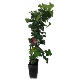 S.ARVORE ORNAMENTAL TROPICAL -VASO MÉDIO ERYTHRINA CORAL