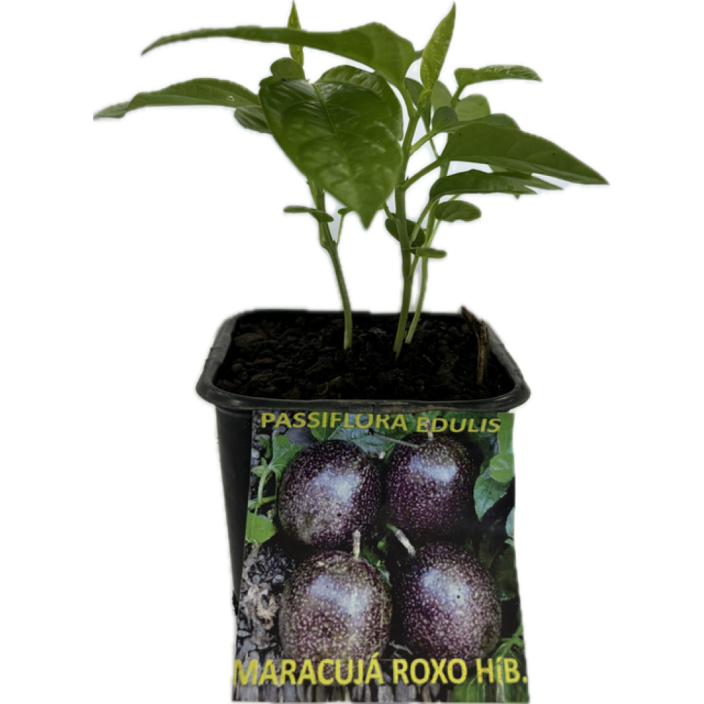 S.ARVORE FRUTO TROPICAL -VASO MINI MARACUJÁ ROXO HIBRIDO