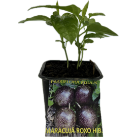 S.ARVORE FRUTO TROPICAL -VASO MINI MARACUJÁ ROXO HIBRIDO