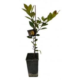 S.ARVORE FRUTO TROPICAL - VASO MÉDIO ARAÇA AMARELO