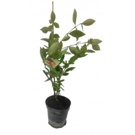 S.ARVORE FRUTO TROPICAL - VASO MÉDIO ARAÇA VERMELHO
