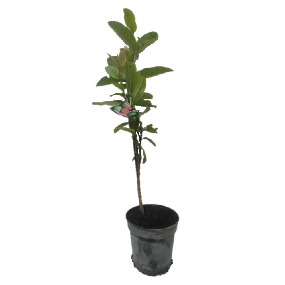 S.ARVORE FRUTO TROPICAL - VASO MÉDIO GOIABA VERMELHA