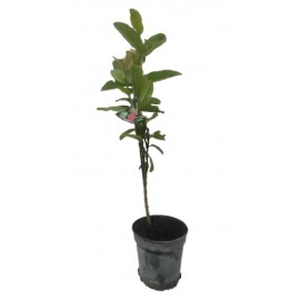 S.ARVORE FRUTO TROPICAL - VASO MÉDIO GOIABA VERMELHA