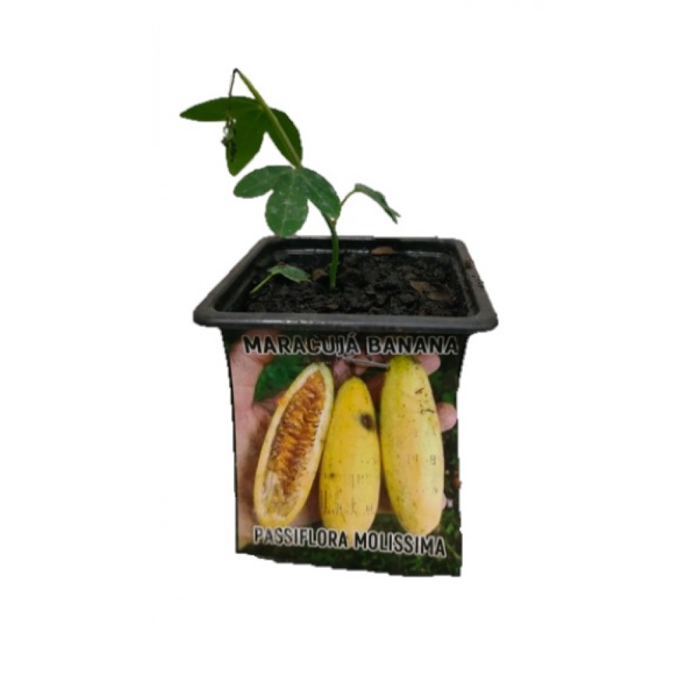 S.ARVORE FRUTO TROPICAL -VASO MINI MARACUJÁ BANANA