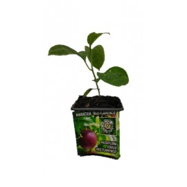 S.ARVORE FRUTO TROPICAL -VASO MINI MARACUJÁ VERMELHA FLAMENGO
