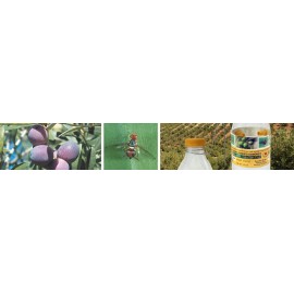 ECONEX ARMADILHA MOSCA DA AZEITONA BACTROCERA OLEAE FOSFATO DIAMONICO BO - KIT