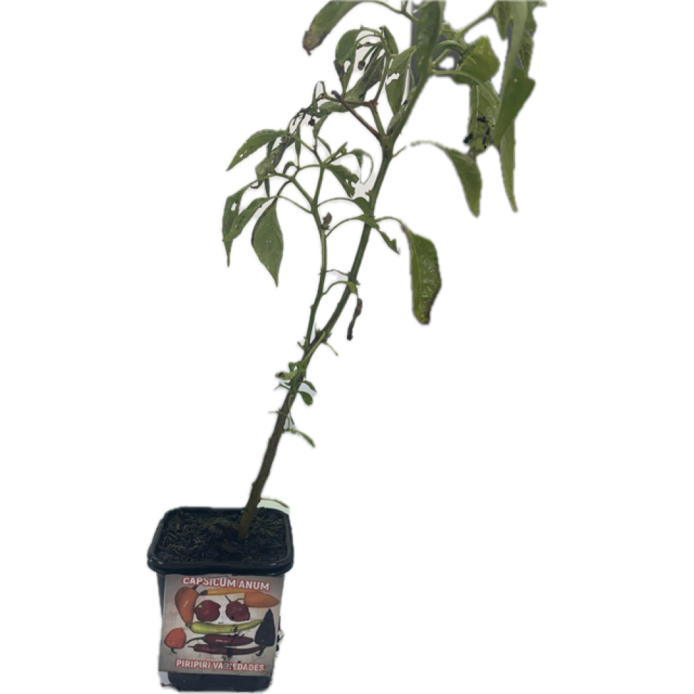 S.ARVORE FRUTO TROPICAL -VASO MINI PIRI PIRI VARIADO