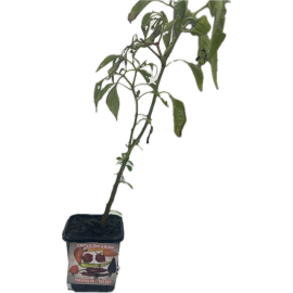 S.ARVORE FRUTO TROPICAL -VASO MINI PIRI PIRI VARIADO