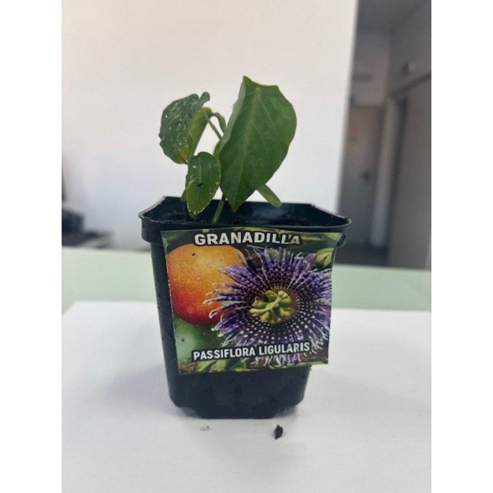 S.ARVORE FRUTO TROPICAL -VASO MINI MARACUJÁ GRANADILLA