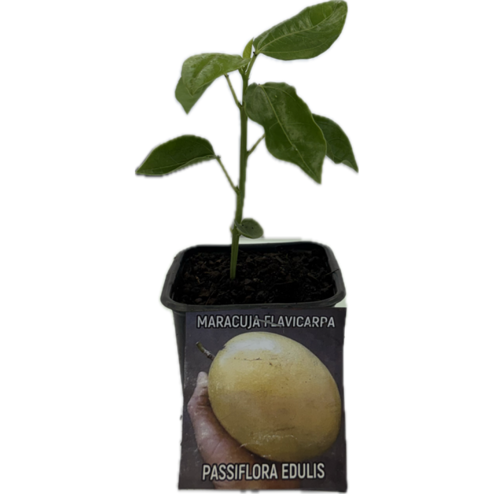 S.ARVORE FRUTO TROPICAL -VASO MINI MARACUJÁ FLAVICARPA